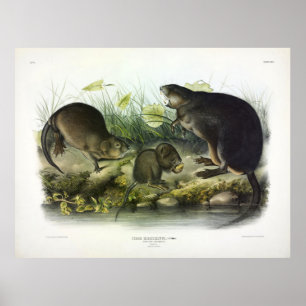 Affiche Musk-Rat, Muskrat, Ondatra zibethicus, par Audubon