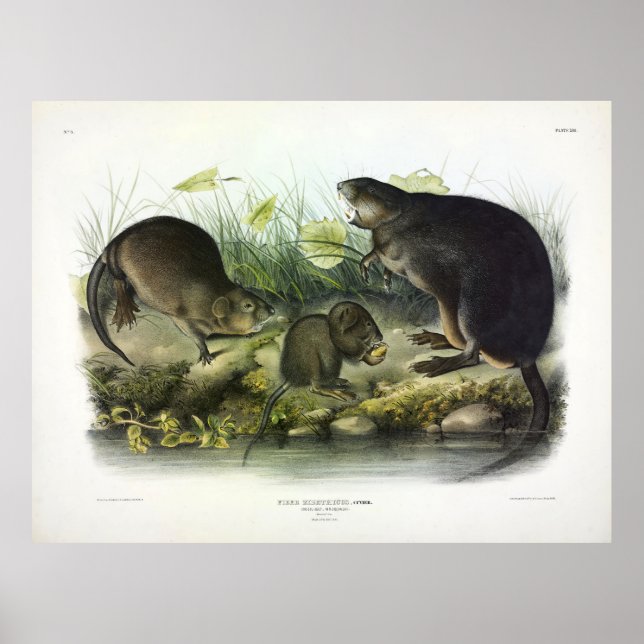 Affiche Musk-Rat, Muskrat, Ondatra zibethicus, par Audubon (Devant)