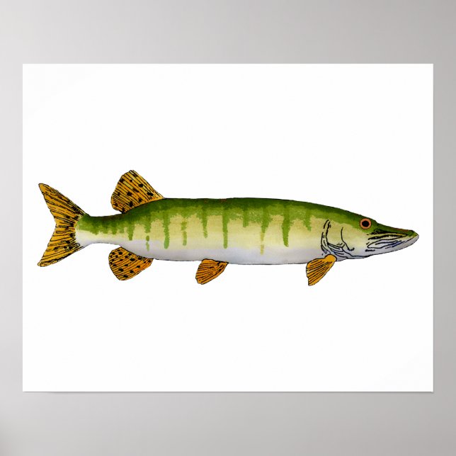 Affiche Muskellunge (Muskie) (Devant)