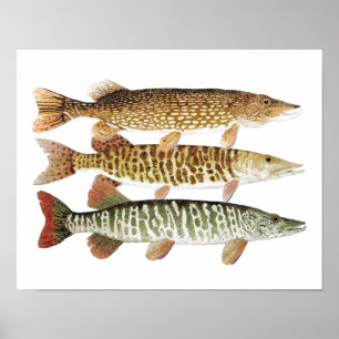 Affiche Muskie, brochet et tigre