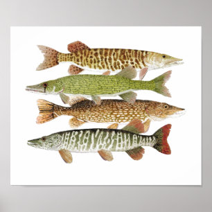 Affiche Muskie, Pike, Tigre et Pickerel II