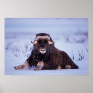 Affiche muskox, Ovibos moschatus, young bull