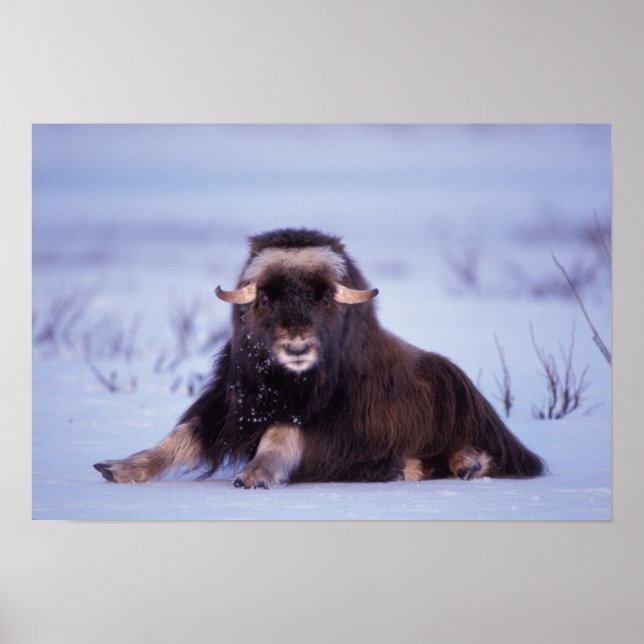 Affiche muskox, Ovibos moschatus, young bull on the (Devant)
