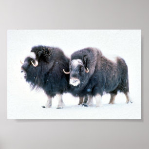 Affiche Muskoxen