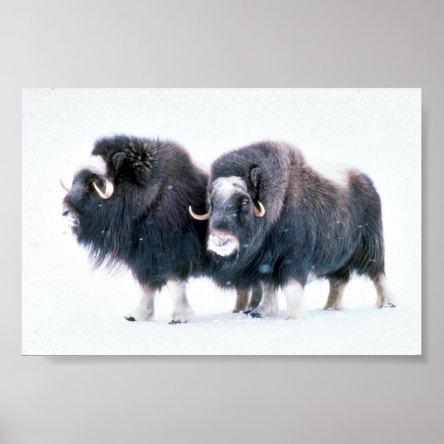 Affiche Muskoxen (Devant)