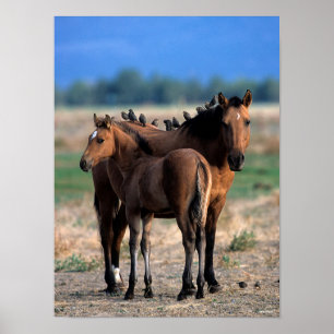 Affiche Mustang Mare et poulain debout avec les oiseaux