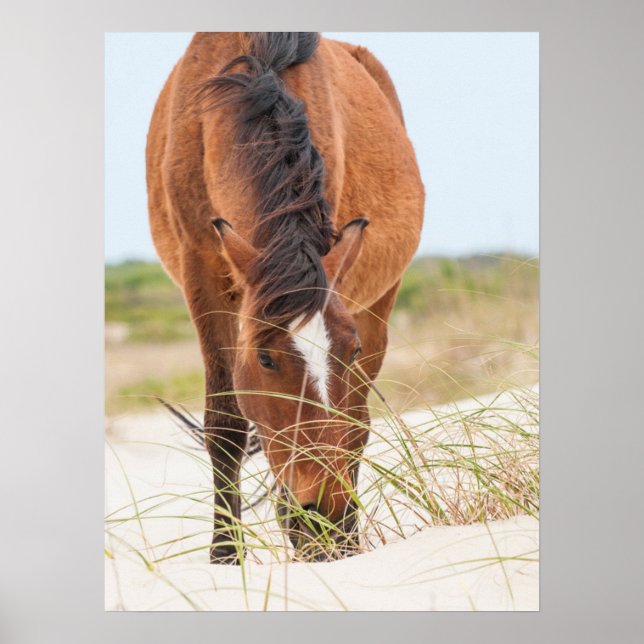 Affiche Mustangs sauvages ou chevaux Banker (Devant)