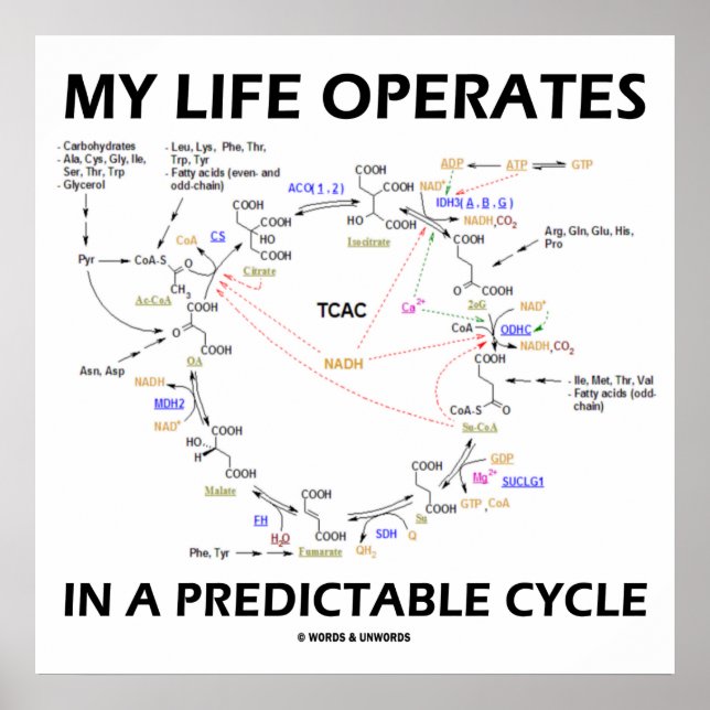 Affiche My Life Operates In A Predictable Cycle (cancer) (Devant)