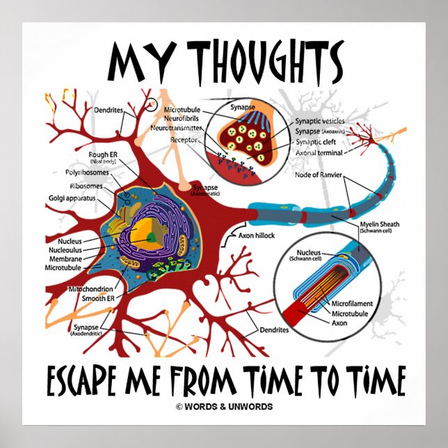 Affiche My Thoughts Escape Me Time To Time Neuron Synapse (Devant)