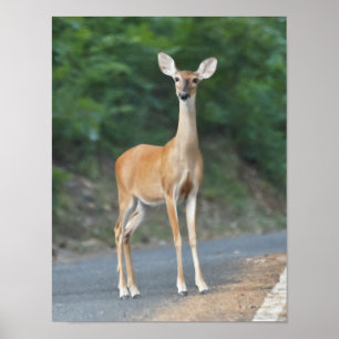 Affiche My What Big Ears You Have Whitetail Deer Doe