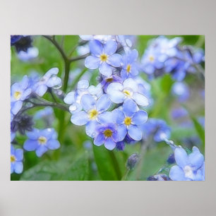 Affiche Myosotis des marais de jour pluvieux