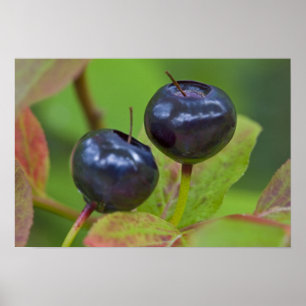 Affiche Myrtille mûre dans le Flathead National 2