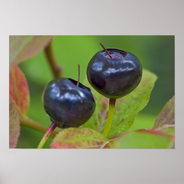 Affiche Myrtille mûre dans le Flathead National 2 (Devant)