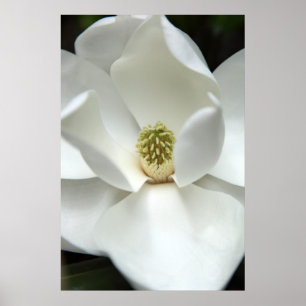 Affiche Mystérieusement Magnolia