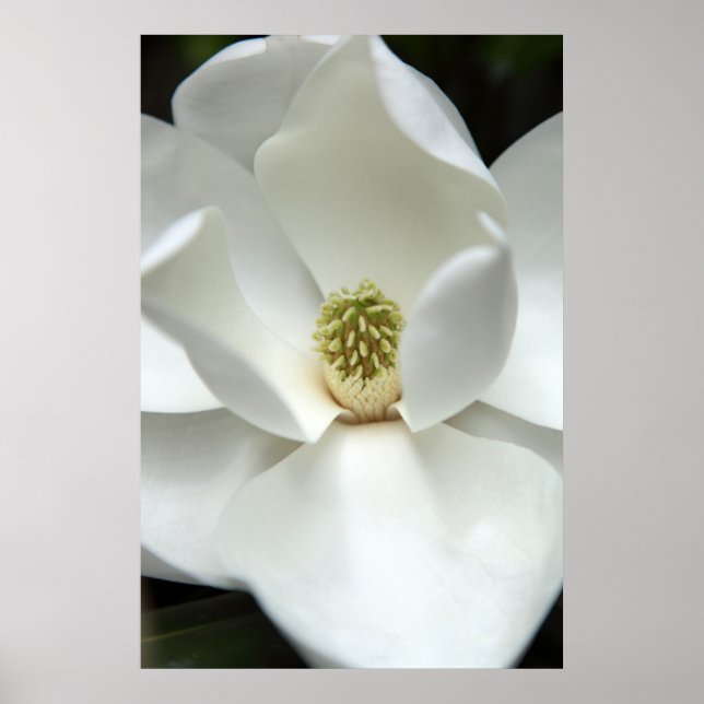 Affiche Mystérieusement Magnolia (Devant)