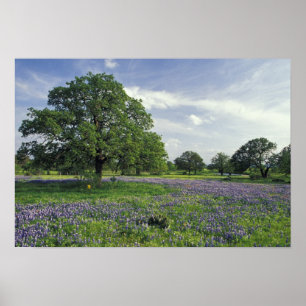Affiche N.A., États-Unis, Texas, lac de Buchanan, chênes