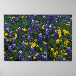 Affiche N.A, États-Unis, Texas, Marble Falls, Blue Bonnets