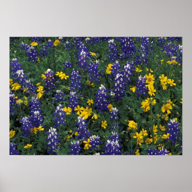 Affiche N.A, États-Unis, Texas, Marble Falls, Blue Bonnets (Devant)