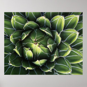 Affiche N.A., USA, Arizona, Tucson, Sonora Desert