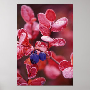 Affiche NA, États-Unis, Alaska, Denali NP, Bleus de baies 