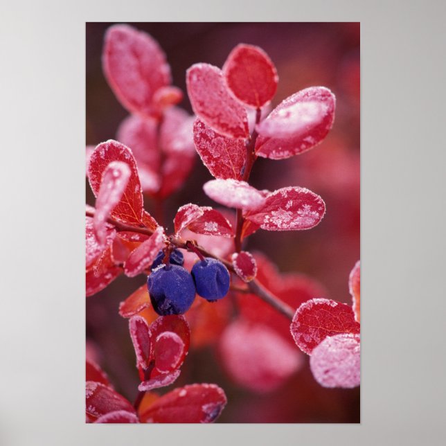 Affiche NA, États-Unis, Alaska, Denali NP, Bleus de baies  (Devant)