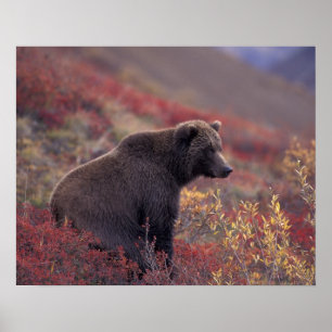 Affiche NA, États-Unis, Alaska, Parc national Denali. Une 