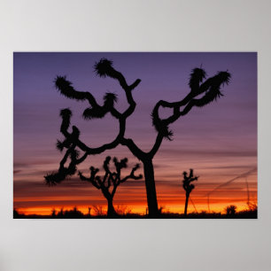 Affiche NA, USA, Californie. Joshua Tree National