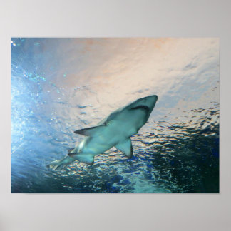 Affiche Nage de requin dans l'eau bleue