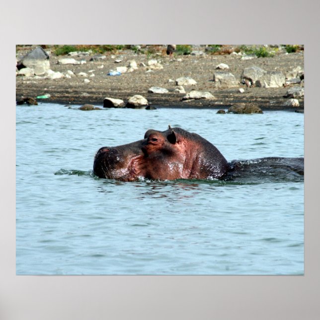 Affiche nage hippo (Devant)