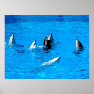 Affiche Nager avec cinq dauphins en Espagne