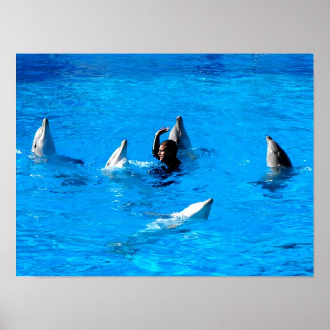 Affiche Nager avec cinq dauphins en Espagne (Devant)