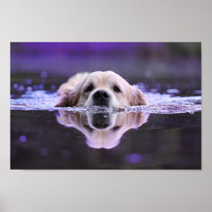 Affiche Nager Golden Retriever