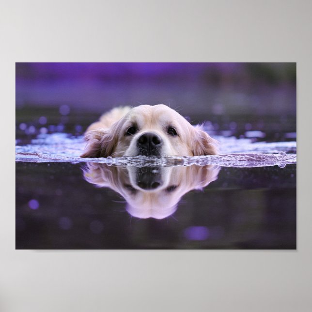 Affiche Nager Golden Retriever (Devant)