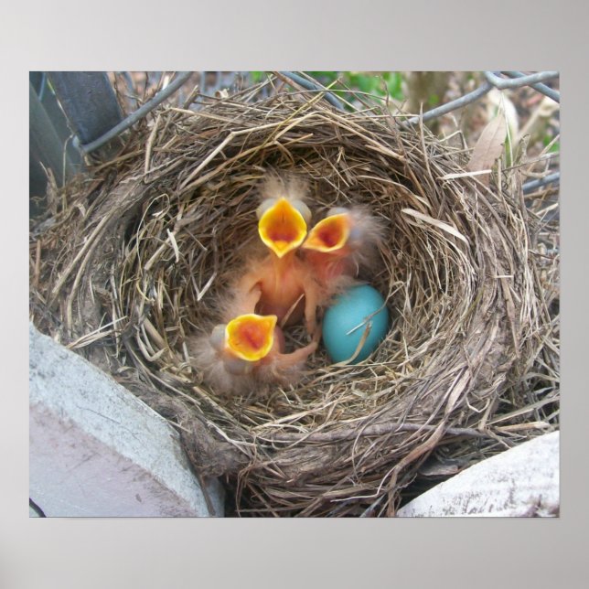 Affiche Naissance du printemps (Devant)
