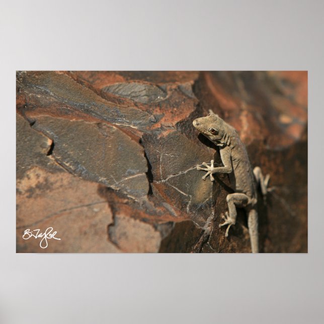 Affiche Namib Day Gecko (Bradfield) (Devant)