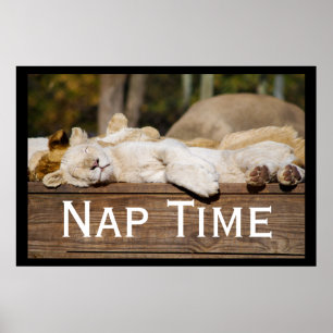 Affiche Nap Time Lion Cubs Afrique du Sud