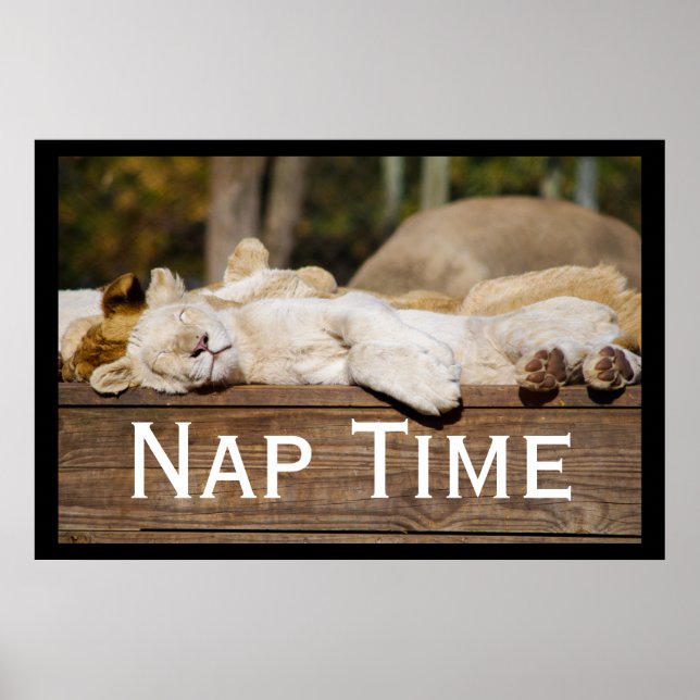 Affiche Nap Time Lion Cubs Afrique du Sud (Devant)