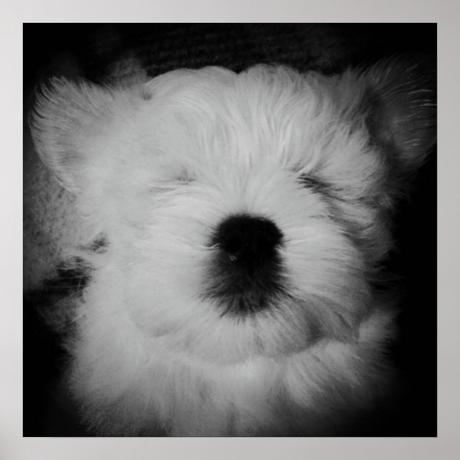 Affiche Napping Maltipoo (Devant)