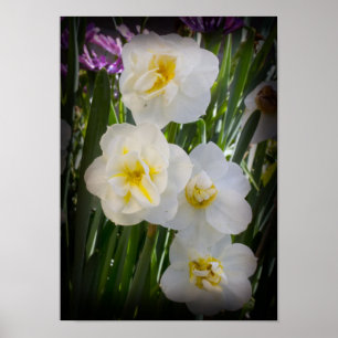 Affiche Narcissus Daffodils