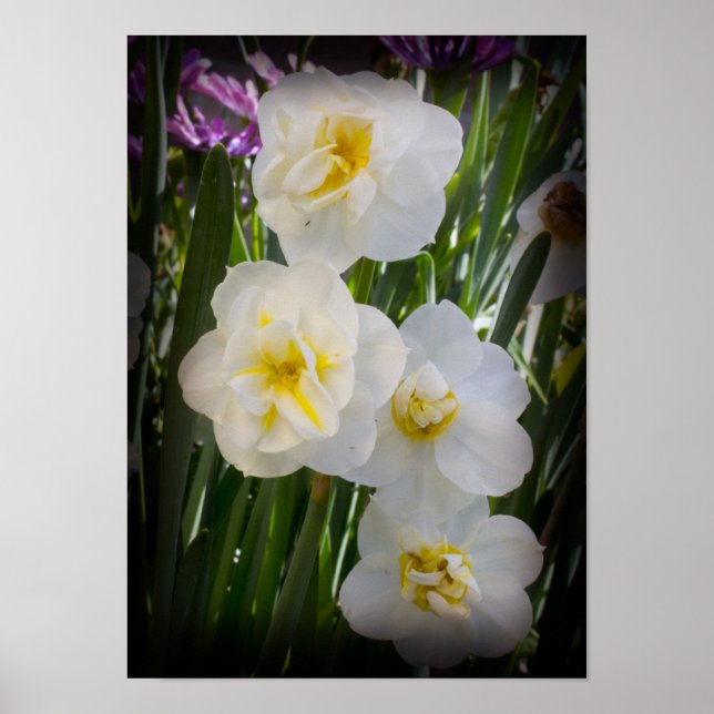 Affiche Narcissus Daffodils (Devant)