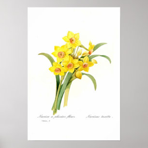 Affiche Narcissus tazetta