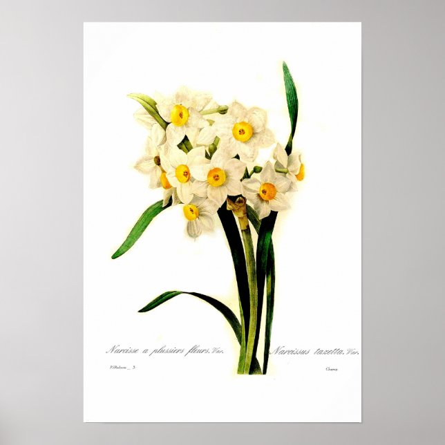 Affiche Narcissus tazetta var. (Devant)