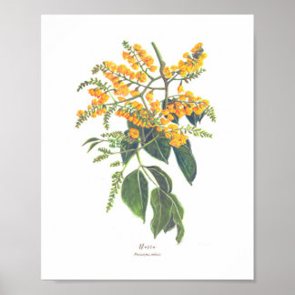 Affiche Narra (Pterocarpus indicus) Ph Fleurs forestières