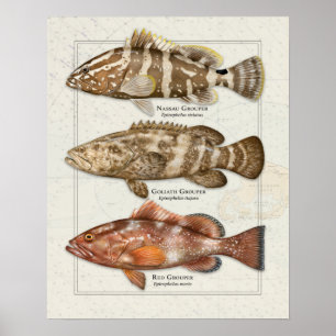 Affiche Nassau, Goliath, and Red Grouper