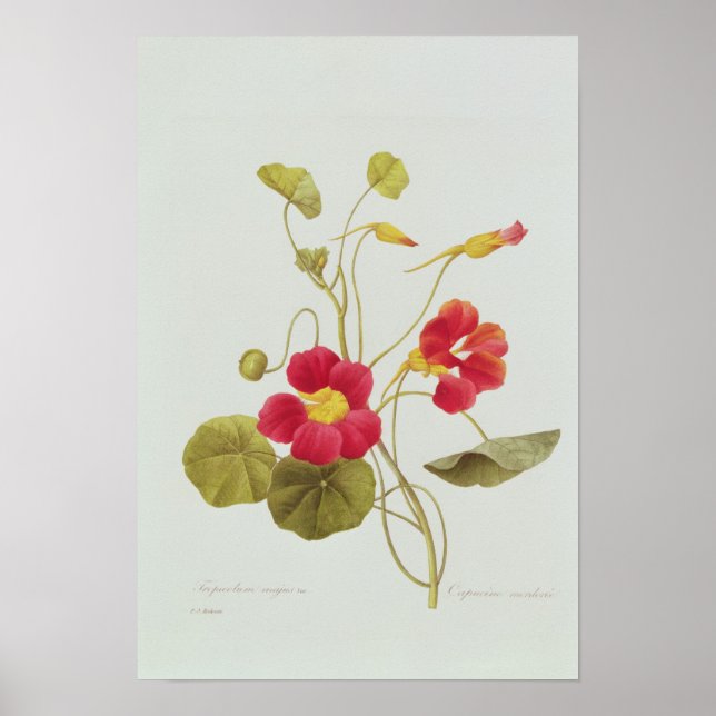 Affiche Nasturtium (Devant)