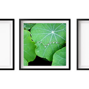 Affiche Nasturtium Feuilles Perle d'eau gouttes de photogr