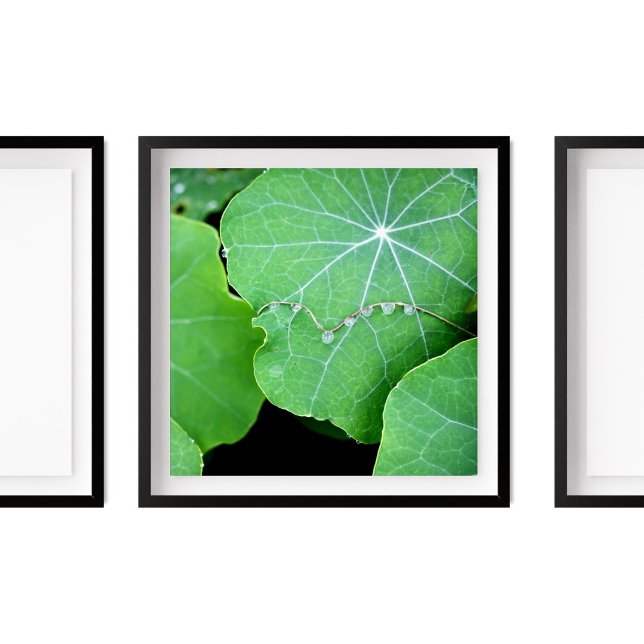 Affiche Nasturtium Feuilles Perle d'eau gouttes de photogr (Créateur téléchargé)