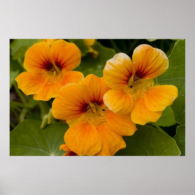 Affiche Nasturtiums (Devant)