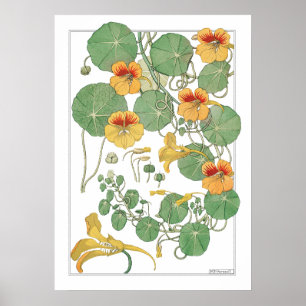 Affiche Nasturtiums jaunes Antique Lithographie 1896