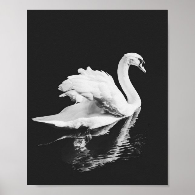 Affiche Natation de Swan noir et blanc (Devant)